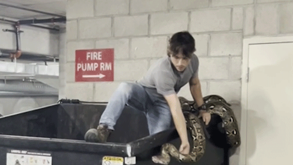 Natural video apartment removes python from complex dumpster